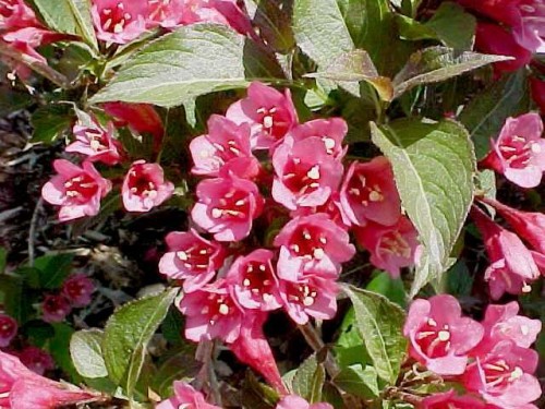 Weigela florida